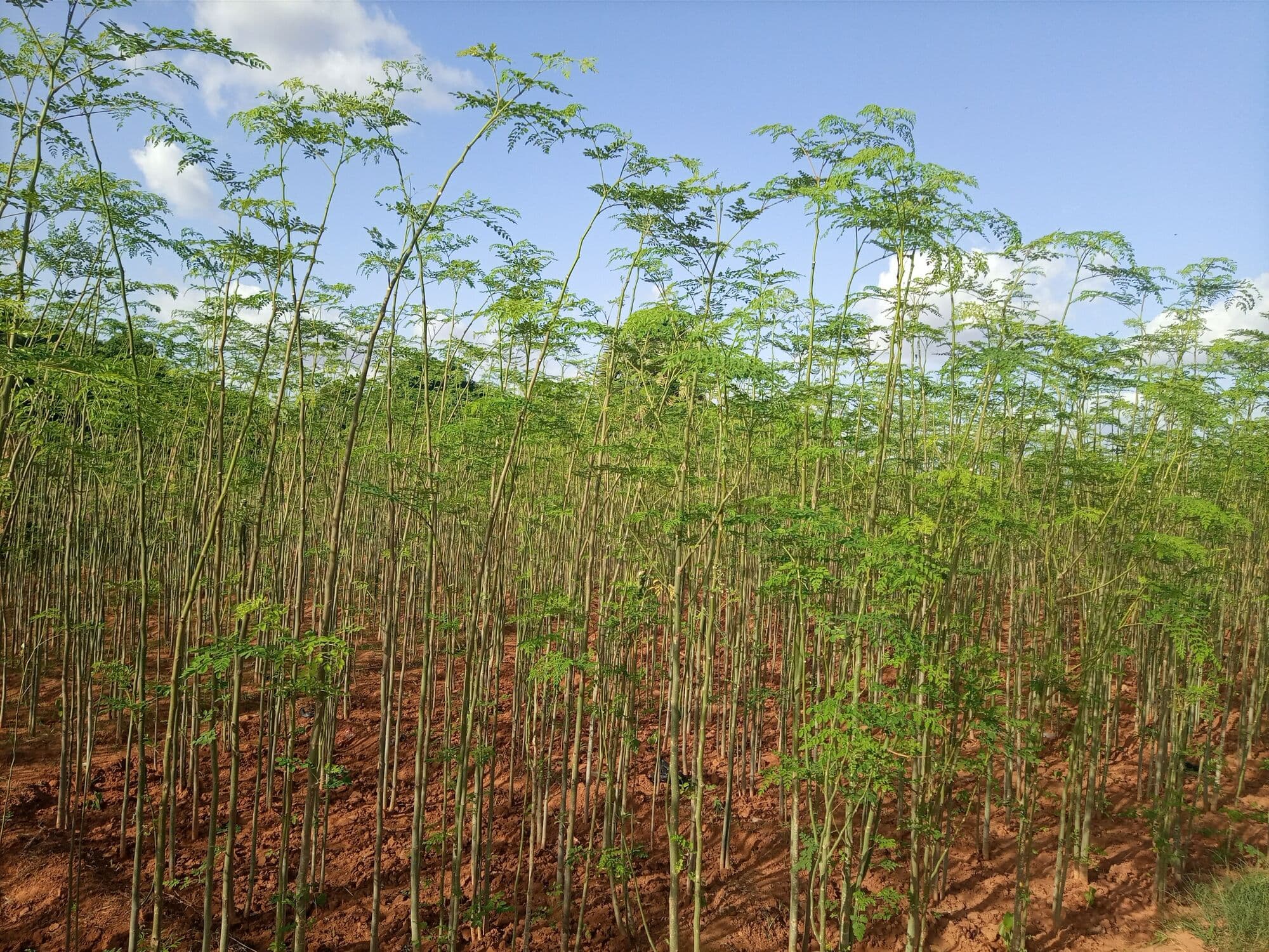 A dense moringa leaf field, cut low for repeated harvest