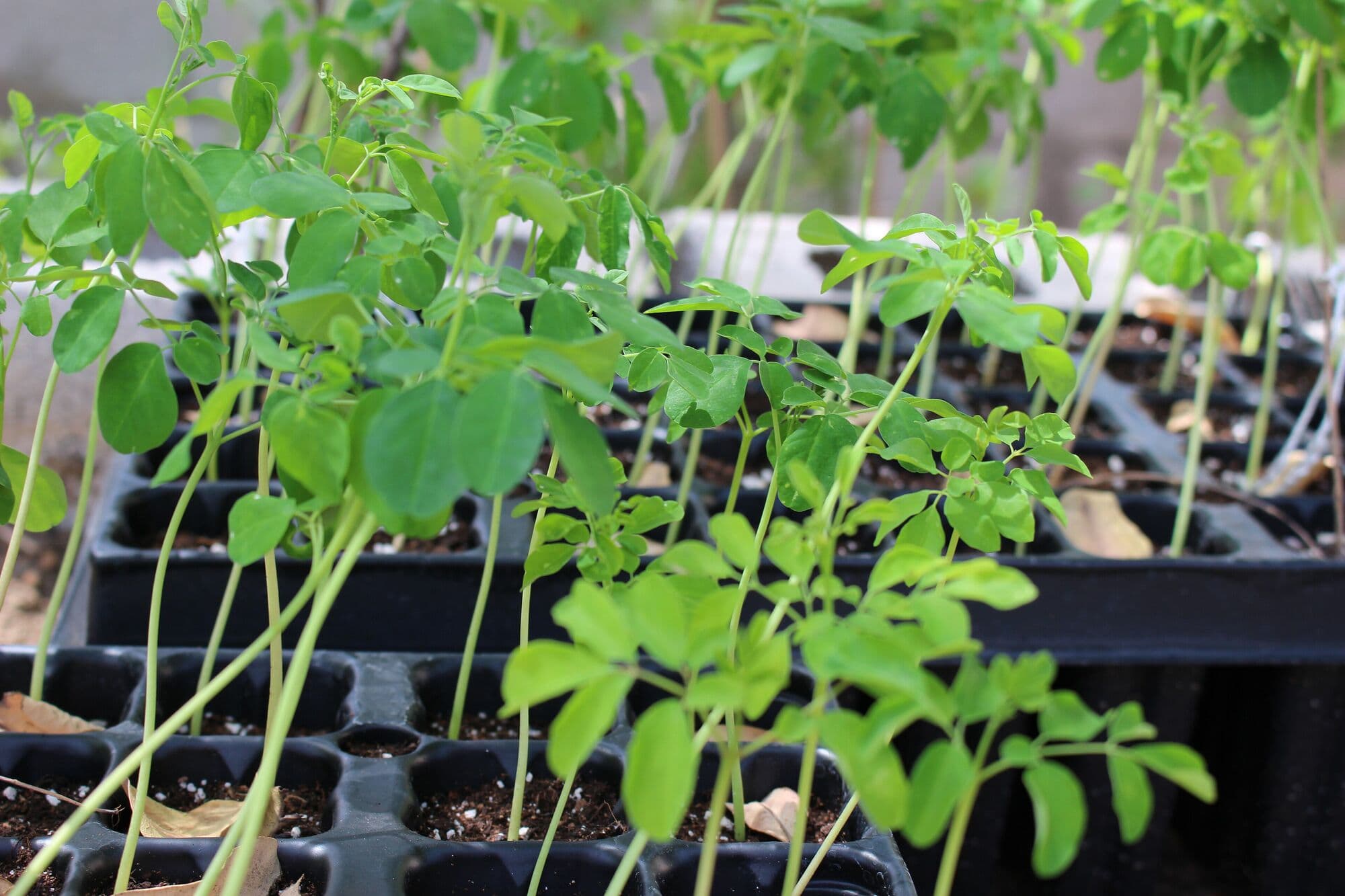 Moringa seedlings in nursery trays