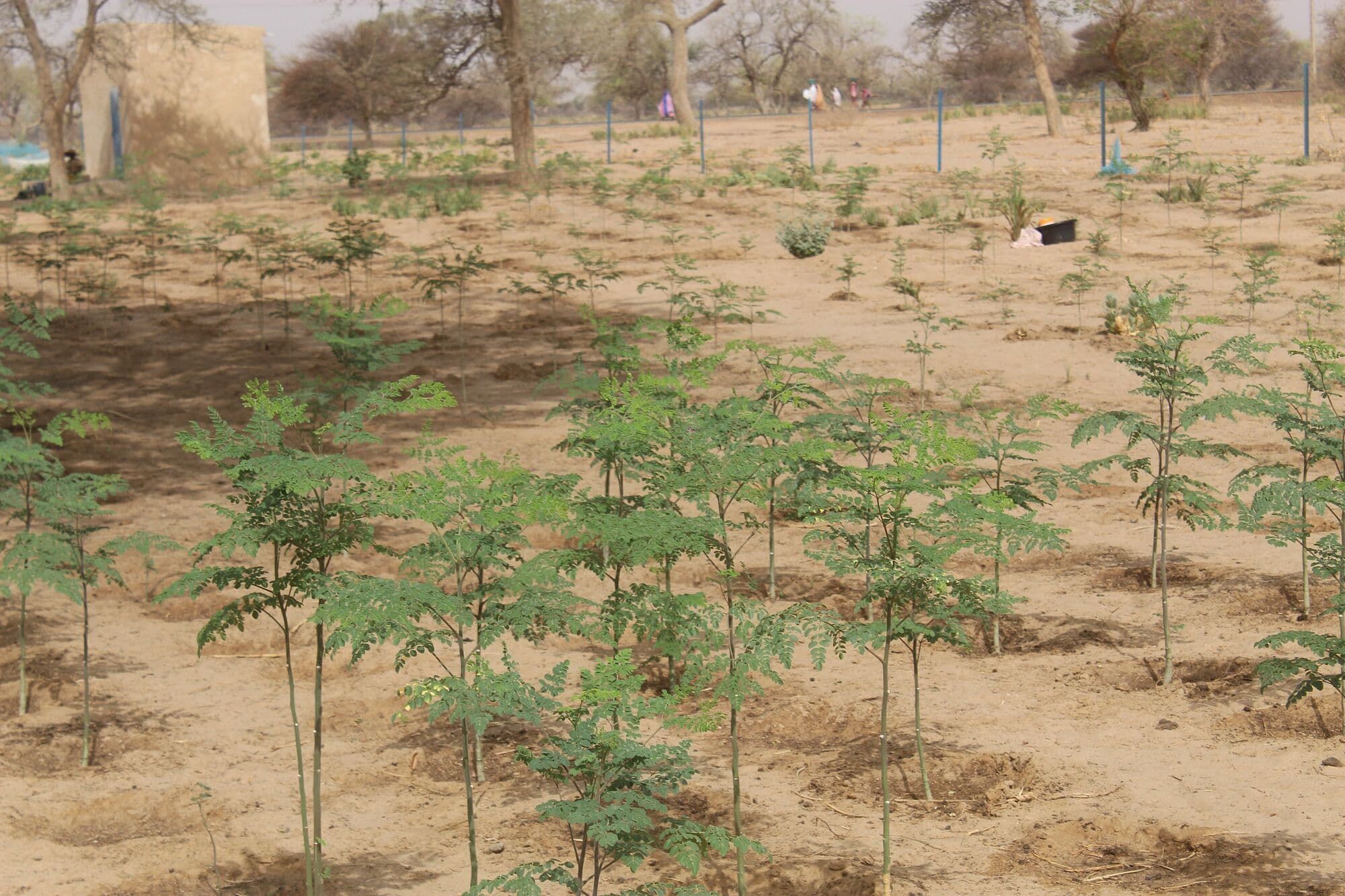 Rows of moringa planted in sandy dryland soil